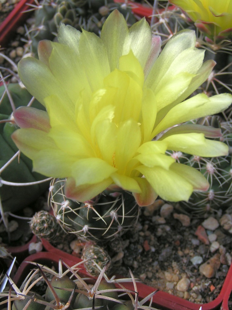 Gymnocalycium andreae vfechseri P 378